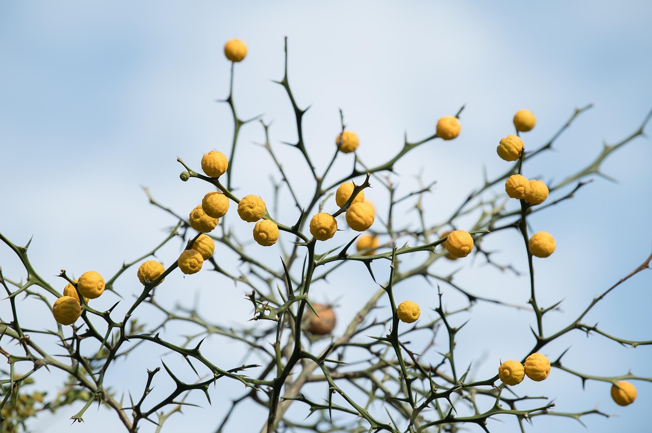 豪華な貸切風呂が楽しめる温泉宿はどこにある？