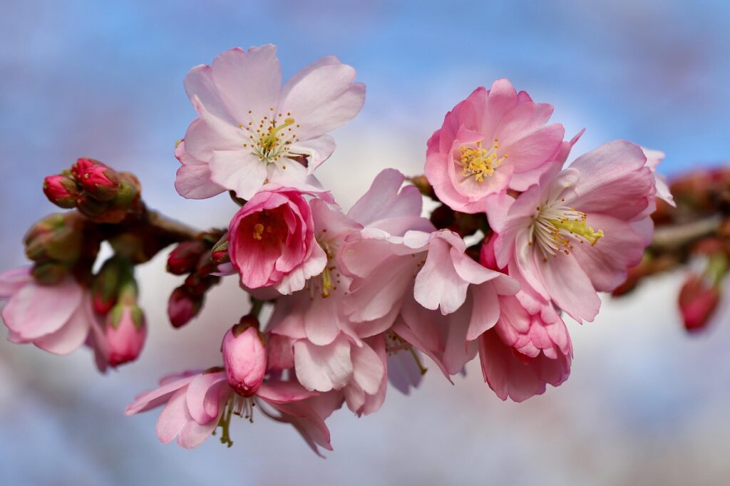 カップル向けの奈良の桜露天風呂で特別なひとときを楽しむには？