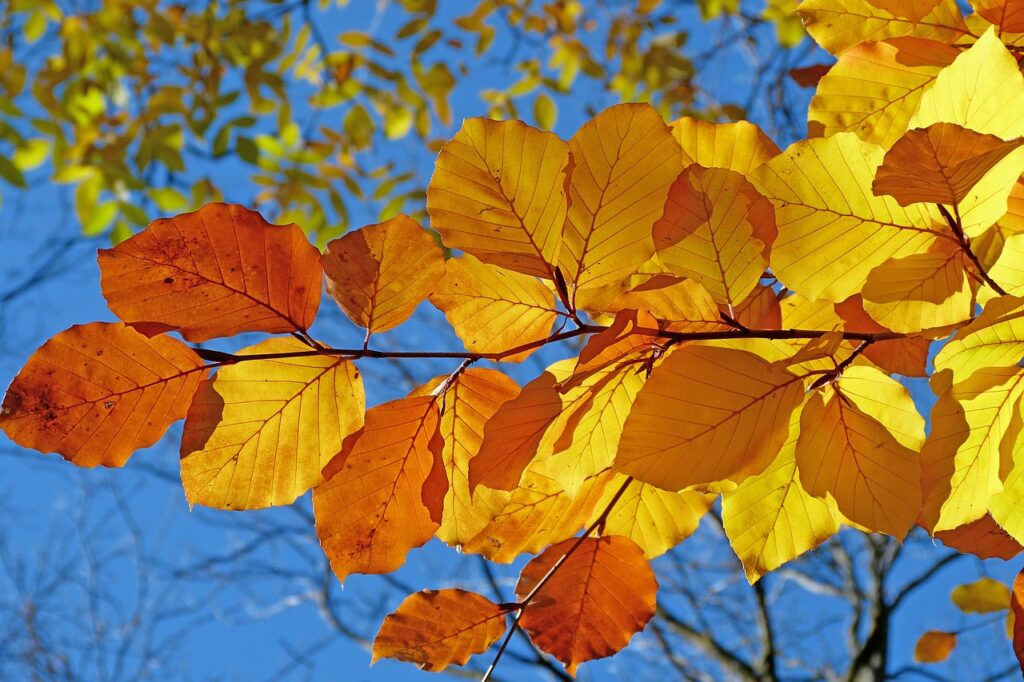 紅葉を楽しむカップルにおすすめの露天風呂宿は？