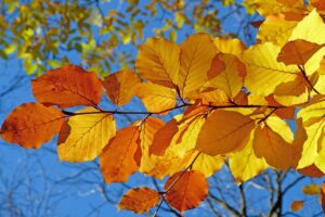 紅葉を楽しむカップルにおすすめの露天風呂宿は？