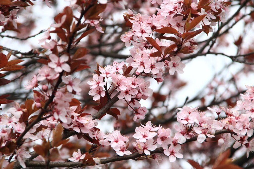 桜シーズンにおすすめの露天風呂があるカップル宿は？